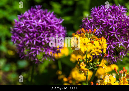 Globus vorangegangen Sommerblumen im hellen Sonnenschein. Alliums und Zierpflanzen Zwiebeln. Stockfoto