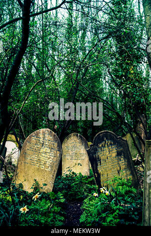 Drei gekippt Grabsteine im Wald, Abney Park Friedhof, einer der glorreichen Sieben Friedhöfe in London, Großbritannien Stockfoto