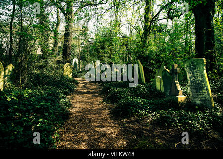 Trail durch einen überwucherten Friedhof, Abney Park Friedhof, einer der glorreichen Sieben Friedhöfe in London, Großbritannien Stockfoto