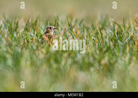 Eine gemeinsame Skylark auf einer Wiese Stockfoto