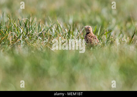 Eine gemeinsame Skylark auf einer Wiese Stockfoto