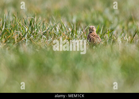 Eine gemeinsame Skylark auf einer Wiese Stockfoto