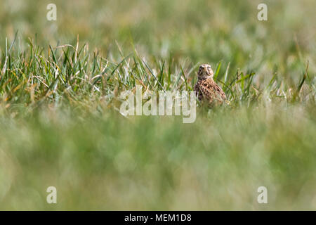 Eine gemeinsame Skylark auf einer Wiese Stockfoto