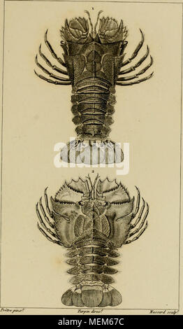 . Wörterbuch des sciences naturelles, Dans lequel auf traite méthodiquement De être de la nature considérés différens, soit en eux-mêmes, d'après l'État actuel de nos connoissances, soit relativement à l'utilité qu'en peuvent retirer La médecine, l'agriculture, le Commerce et les Artes. Suivi d'une Biographie des plus célèbres naturalistes. JVIacroures.ja.Ibaciis (/f/'e' ron Stockfoto