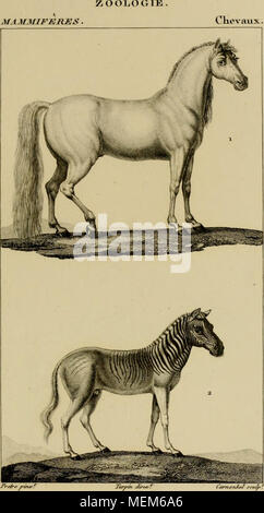 . Wörterbuch des sciences naturelles, Dans lequel auf traite méthodiquement De être de la nature considérés différens, soit en eux-mêmes, d'après l'État actuel de nos connoissances, soit relativement à l'utilité qu'en peuvent retirer La médecine, l'agriculture, le Commerce et les Artes. Suivi d'une Biographie des plus célèbres naturalistes. ^. LE CHEVAL, ein. LE COUAGGA. Stockfoto
