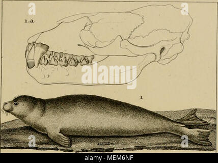 . Wörterbuch des sciences naturelles, Dans lequel auf traite méthodiquement De être de la nature considérés différens, soit en eux-mêmes, d'après l'État actuel de nos connoissances, soit relativement à l'utilité qu'en peuvent retirer La médecine, l'agriculture, le Commerce et les Artes. Suivi d'une Biographie des plus célèbres naturalistes. Stockfoto