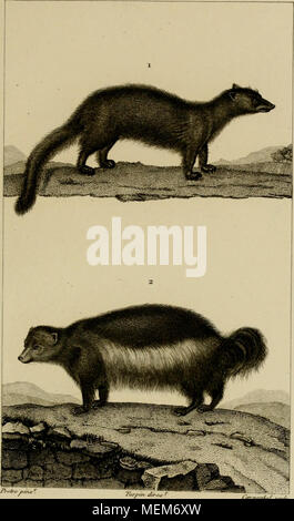 . Wörterbuch des sciences naturelles, Dans lequel auf traite méthodiquement De être de la nature considérés différens, soit en eux-mêmes, d'après l'État actuel de nos connoissances, soit relativement à l'utilité qu'en peuvent retirer La médecine, l'agriculture, le Commerce et les Artes. Suivi d'une Biographie des plus célèbres naturalistes. ^ LiRTJS. s. Marte. Stockfoto