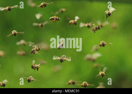 Vorderansicht des Fliegens Honig Bienen in einem Schwarm auf Grün bukeh Stockfoto