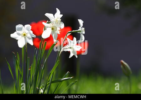 Narzisse Narzissen Und Tulpen Rote Tulpe Und Weissen Narzissen Narzisse Auf Sonneneinstrahlung Tulpe Und Narzisse Tapete Bulgarische Flagge Farben Stockfotografie Alamy