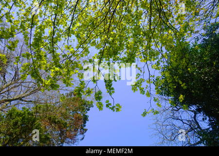 Ein Wurm Auge. Einfache Hintergrund mit unterschiedlichen Farbe grün vor dem Hintergrund eines blauen Himmels. Stockfoto