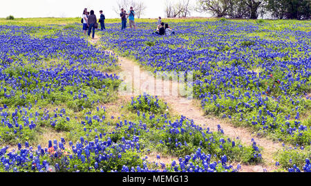 Ennis, Texas 19 April, 2018 Frühling - Ennis, Texas bluebonnet Wanderwege die Abdeckung über 40 Meilen von Texas bluebonnet Blumen. Stockfoto