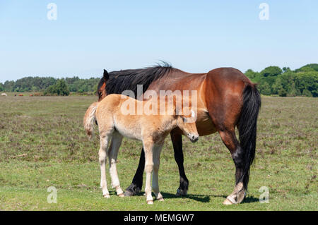 New Forest Pony mit Fohlen, in der Nähe von Bach, Hampshire, England, Vereinigtes Königreich Stockfoto