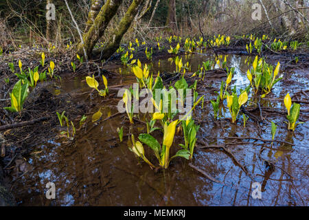 Sumpf Laternen aka Skunk Cabbage Blumen, Lysichiton americanus, Cumberland Gemeinschaft Wald, Cumberland, Vancouver Island, British Columbia, Kanada. Stockfoto