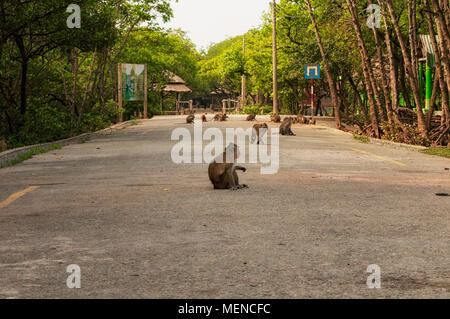 Wilden Rhesusaffen auf Can Gio Insel Gebiet von Vietnam. Stockfoto