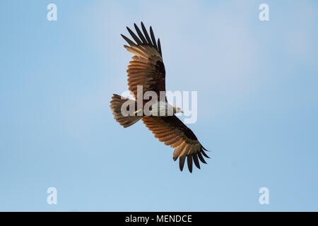 Die brahminy Kite (Haliastur indus), auch als die red-backed Meer - Adler bekannt, ist ein mittelgroßer Vogel in der Familie Accipitridae. Stockfoto