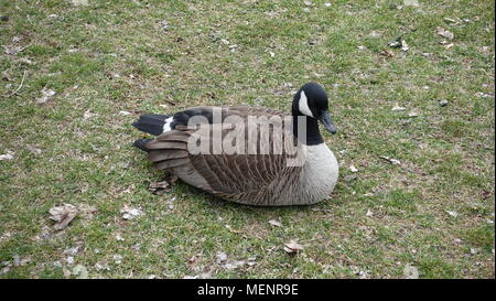 Kanadische Gans, Gänse, Enten im Park. Verschiedenen Posen (Schlafen, Wandern, Trinken, Essen, squacking usw.). Outdoor Landschaft im Frühjahr. Stockfoto