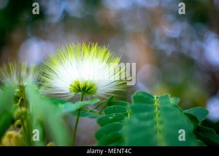 Isolierte Albizia kalkora weiße Blume gegen grüne und magenda unscharf Hintergrund Stockfoto