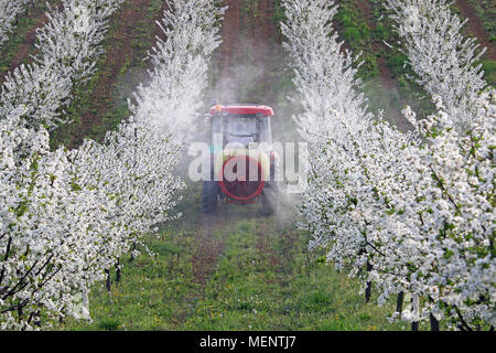 Traktor sprays Insektizid im Cherry Orchard Stockfoto