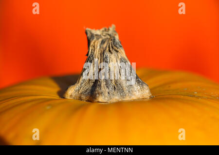 Orange Kürbis liegt auf dem Tisch. Stockfoto