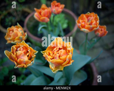 Gelb und Orange Papagei Tulpen, in der Blüte. Stockfoto