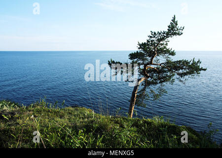 Pine Tree durch den Wind geneigt. Getönten Foto. Einsamer Baum steht in der Nähe der Ufer des Ladoga See. Insel Walaam, der Republik Karelien, Russland. Stockfoto