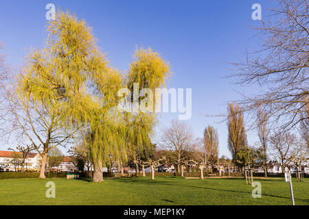 Weidenbaum mit grünen Blättern im Frühling sprießen Stockfoto