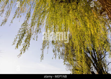 Weidenbaum mit grünen Blättern im Frühling sprießen Stockfoto