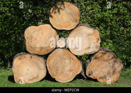 Pyramide von Protokollen, Scotts Kiefer, Querschnitt, Holz- Textur, von Malcolm Buckland, Design 11 Stockfoto