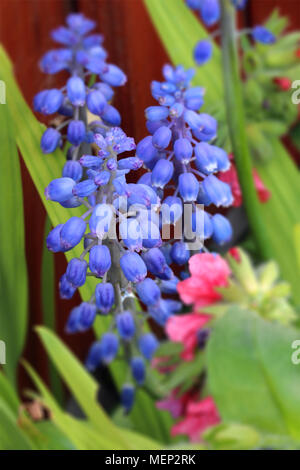 Grape Hyacinth Stockfoto