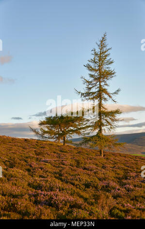 Ein Paar von Föhren wachsen innerhalb der Heather gefüllt Pisten des Braunen Caterthun piktischen Fort in der Nähe Edzell in Angus, Schottland. Stockfoto