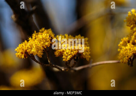 Kleiner gelber Carneol Cherry Blumen blühen auf einem hartriegelbaum in Izumi Wald, Yamato, Japan. Stockfoto