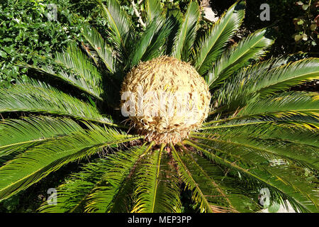 Kopf einer Sago Palme Cycas revoluta Stockfoto