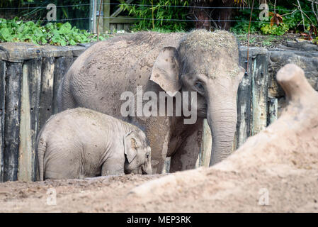 Ein Baby Elefant und seine Mutter Stockfoto
