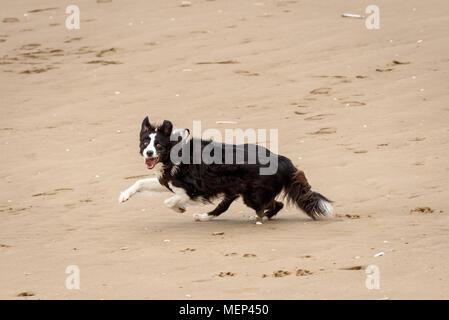 Ein Border Collie Spaß laufen am Strand Stockfoto