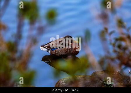 Eine Ente liegt an der Seite eines Teiches in Yamato, Japan Stockfoto