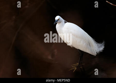 Eine weiße Japanische egret watet durch einen kleinen Fluss in Yamato, Japan Stockfoto