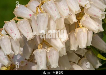 Blumen der Pieris japonica, oder den Wald Flamme. Eine kompakte, gerundet, immergrüner Strauch für seine frühe Anzeige der Frühling Blumen gewachsen. Stockfoto