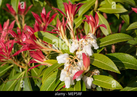 Pieris, Wald Flamme (Pieris japonica) mit Frühling Blumen. Eine kompakte, gerundet, immergrüner Strauch für seine frühe Anzeige der Frühling Blumen gewachsen. Stockfoto