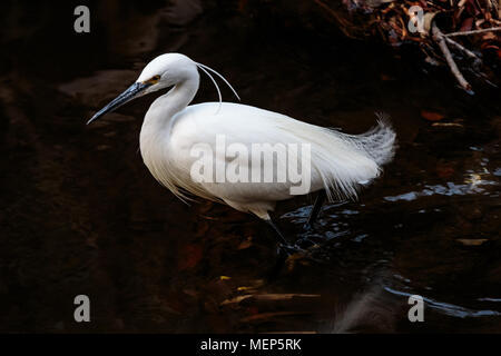 Eine weiße Japanische egret watet durch einen kleinen Fluss in Yamato, Japan Stockfoto