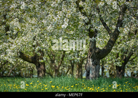 Alte Kirschgarten in voller Blüte Cherry Tree Bäume Obstgarten in voller Blüte. Stockfoto