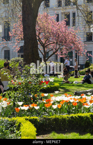 Ungewöhnlich hohe Temperaturen im April in London, Arbeitern und genießen Sie Ihr Mittagessen unter der Kirschblüte Stockfoto