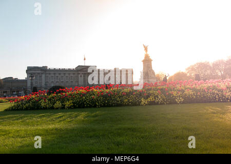 Buckingham Palace in der Abenddämmerung im Frühjahr mit leuchtend roten Blüten für die Commonwealth Tagung der Regierungschefs im April 2018 Stockfoto