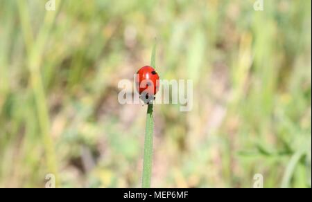 Rote Marienkäfer auf Stiel des Grass gegen Soft Focus wiese Hintergrund Stockfoto