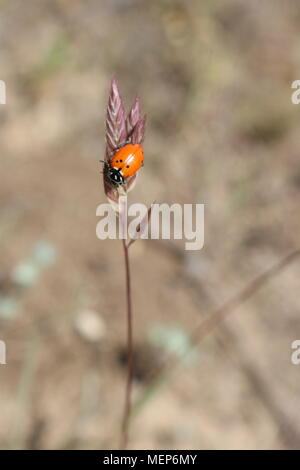 Orange Marienkäfer auf lila Helm des Gras Stockfoto