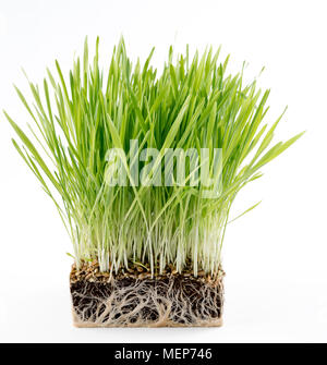 Grüne Pflanze Gras mit einem Stück des Bodens. Studie der Bodenmikroflora Stockfoto
