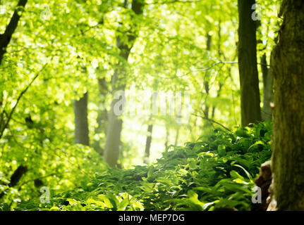 Grünen Wald im Frühling Saison Stockfoto