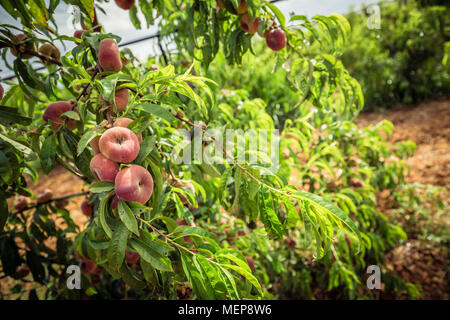 Donut Pfirsiche auf einem Zweig und grünen Blättern. Peach Orchard Stockfoto