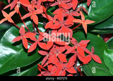 Ixora coccinea Flamme der Wälder. Stockfoto