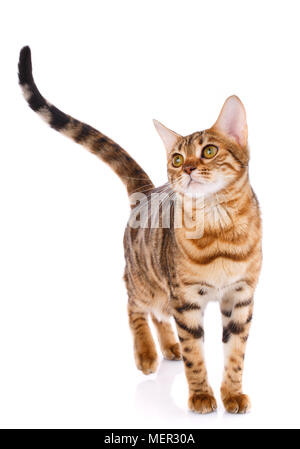 Haustiere, Tiere, Katzen - Bengalkatze Stockfoto