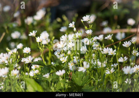 StichChickweed Anlage Stockfoto